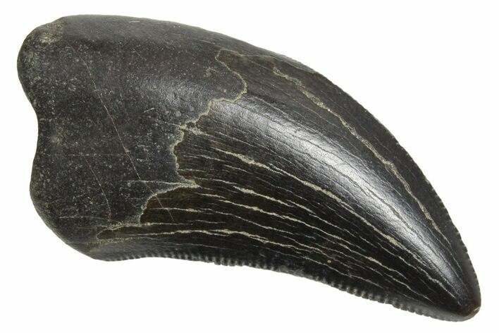 Serrated, Tyrannosaur (Nanotyrannus) Tooth - Montana #350408
